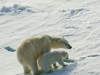 Mother Polar Bear and cub