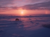 Polar bear on the Arctic tundra