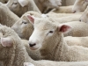 New Zealand lambs