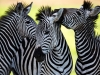 Wild zebras