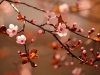 Beautiful flowering cherry