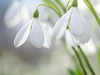 Snowdrops on the field