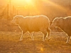 Sheep in the pasture