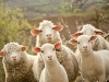 Angular synchronization of ears