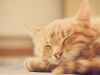 Peaceful orange red tabby