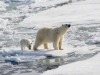 Polar bear and cub