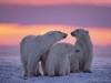Polar bear family