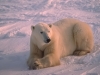 Ursus maritimus