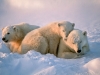 Polar bear cuddles
