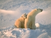Polar bear with her cub