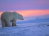 Fabulous polar bear