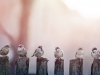 Sparrows in a row on wooden fence