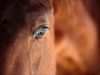 The beautiful eye