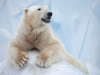 Polar bear resting