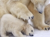 Polar bear cub