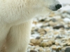 Polar bear walking on rocky tundra
