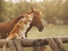 Red border collie and horse