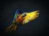 Colourful flying Ara