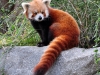Red panda