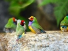 Gouldian finch