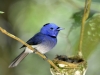 Black-naped monarch