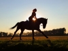 Horseback ride