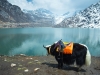 Yak