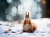 Cute red squirrel