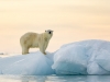 Polar bear observes