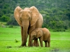 Child elephant
