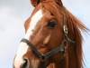 Portrait of a brown horse