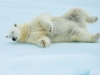 Polar bear rolling playfully