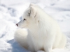 Arctic fox