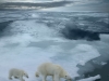 High angle of mother polar bear and cub walking on ice floe