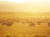 A flock of sheep grazing in a field