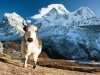 Yak on pasture