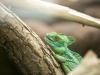 Green chameleon