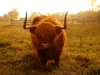 Highland cattle