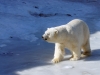 Polar bear roars
