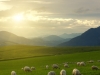 A flock