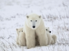 Mother bear