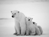 Polar bear mom
