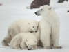 Arctic family