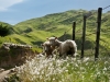 Two sheep on a New Zealand farm