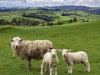 Sheep and two lambs