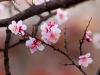 Sakura cherry blossom