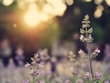 A field of lavender flowers