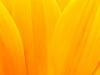 Extreme macro shot