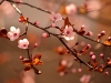 Beautiful flowering cherry