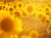 Very sunny